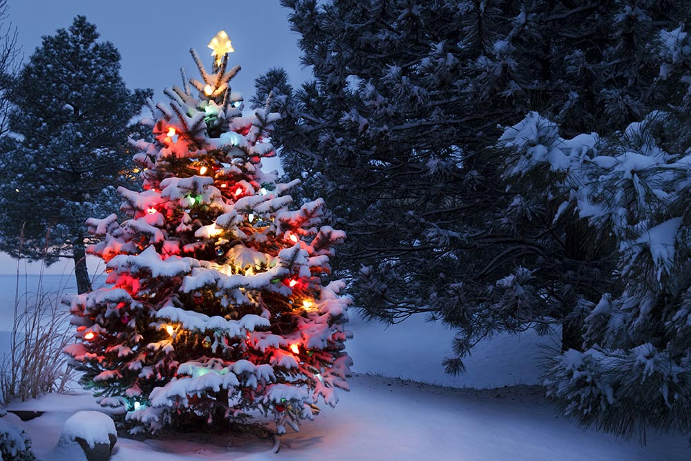 Christmas Tree in Snow